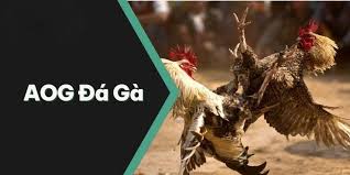 AOG Đá Gà
